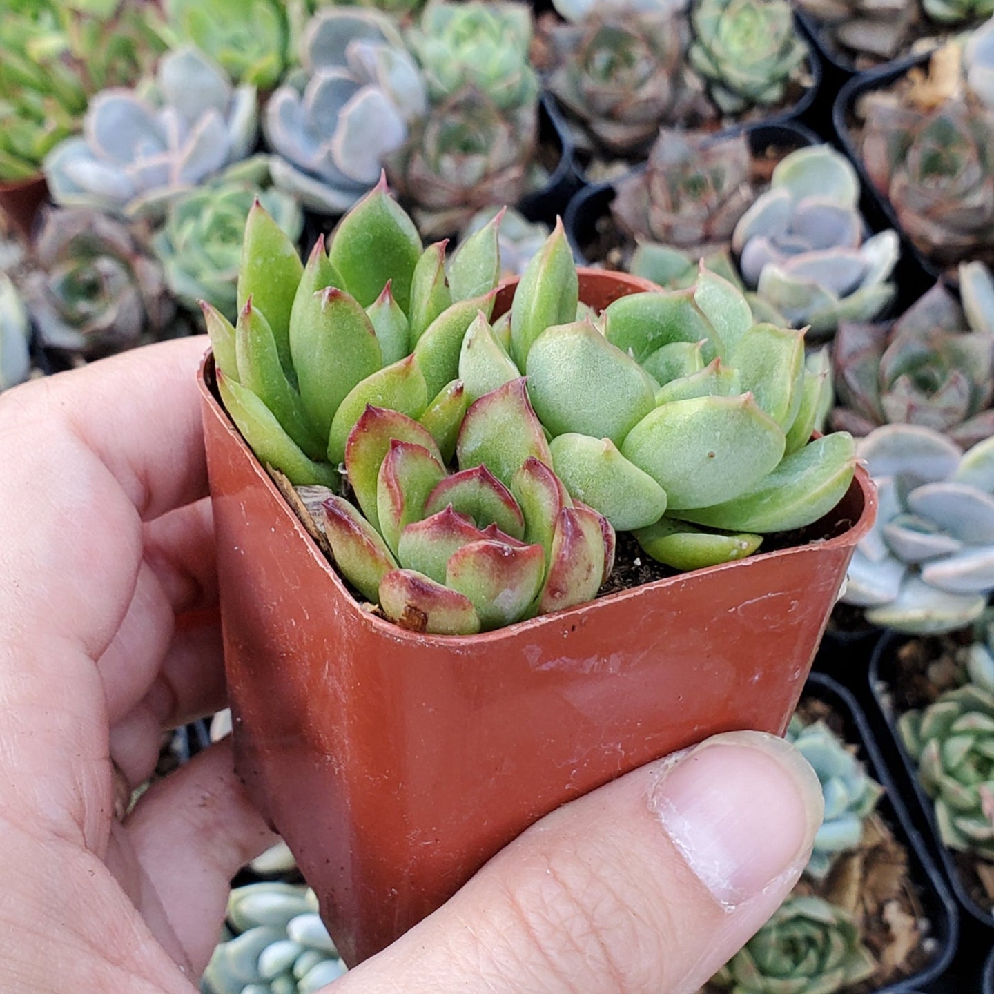 Echeveria Mix (Green & Red)